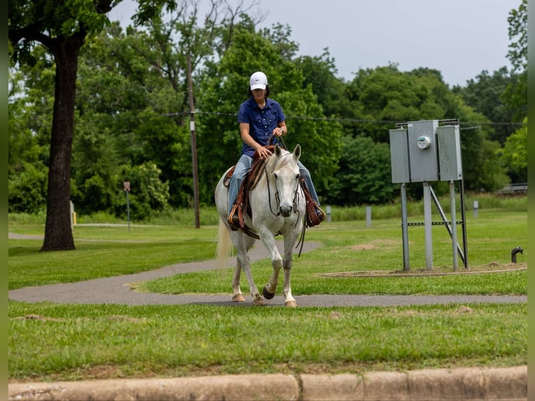 American Quarter Horse Castrone 10 Anni 147 cm Grigio in Rusk TX