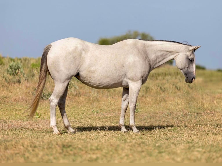 American Quarter Horse Castrone 10 Anni 147 cm Grigio in Weatherford TX