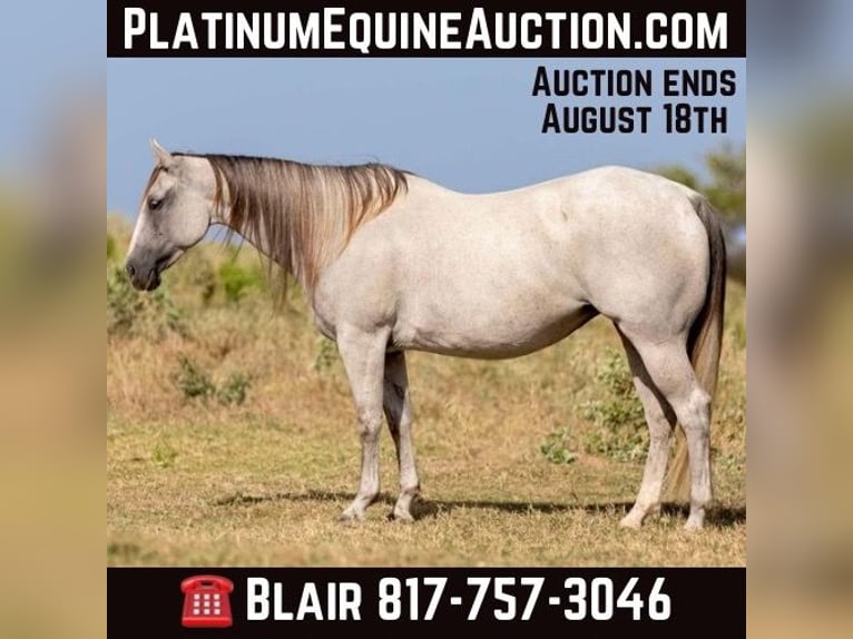 American Quarter Horse Castrone 10 Anni 147 cm Grigio in Weatherford TX