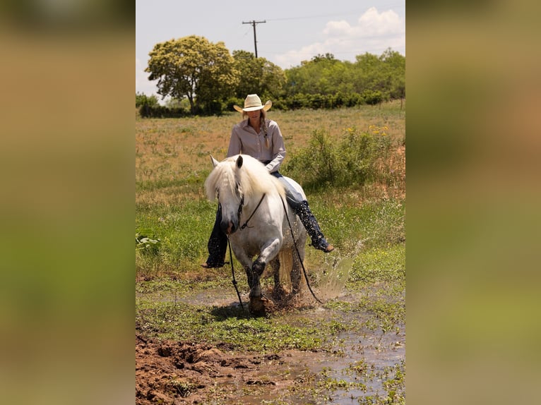 American Quarter Horse Castrone 10 Anni 147 cm Grigio pezzato in Bryers TX