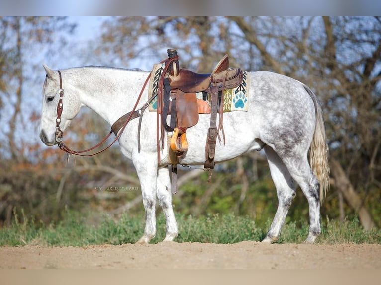 American Quarter Horse Castrone 10 Anni 147 cm Grigio in Lewistown