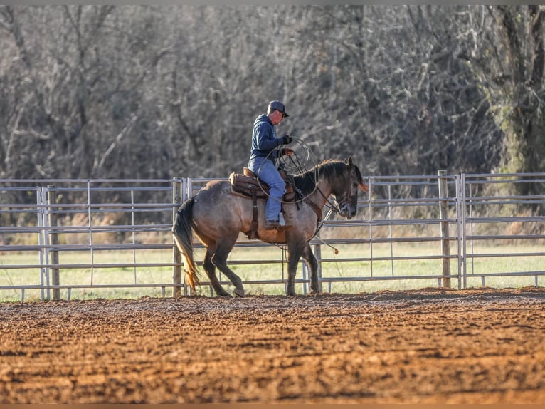 American Quarter Horse Castrone 10 Anni 147 cm Grullo in Lincoln NE