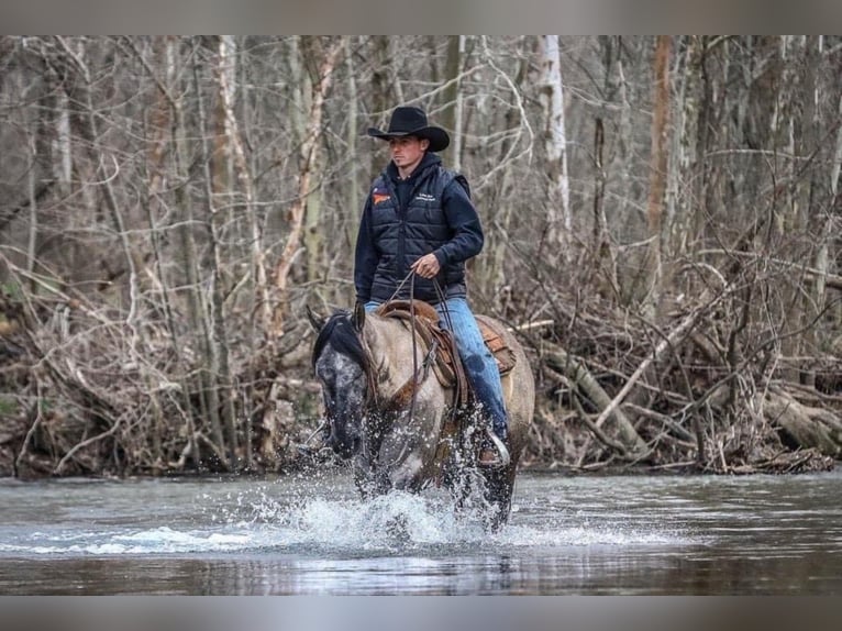 American Quarter Horse Castrone 10 Anni 147 cm Grullo in Lincoln NE