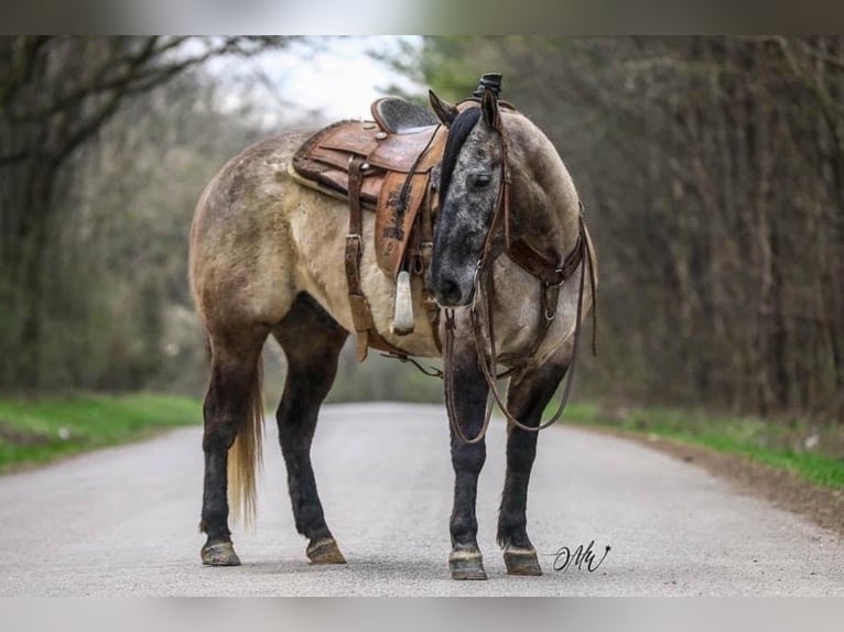 American Quarter Horse Castrone 10 Anni 147 cm Grullo in Lincoln NE