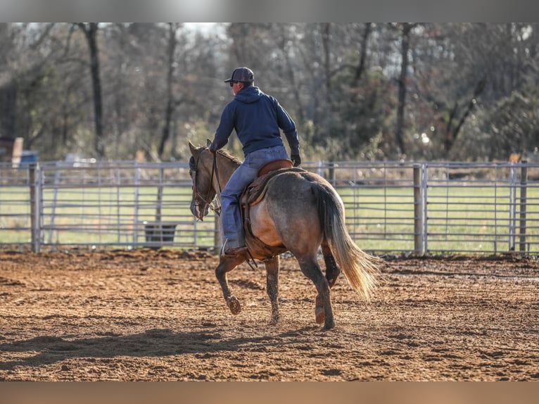 American Quarter Horse Castrone 10 Anni 147 cm Grullo in Lincoln NE