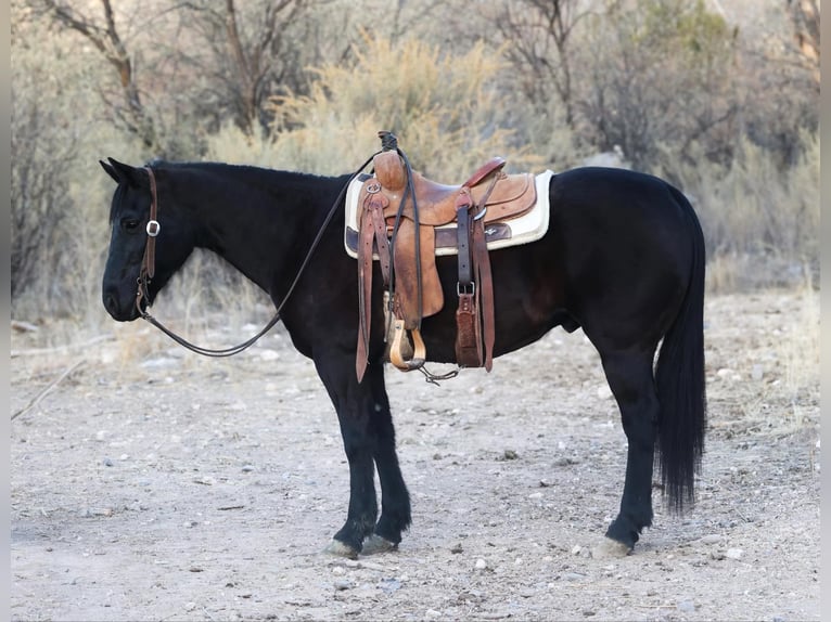 American Quarter Horse Castrone 10 Anni 147 cm Morello in Camp Verde AZ