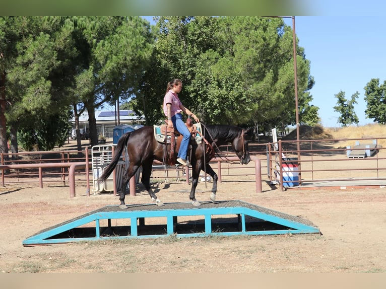 American Quarter Horse Castrone 10 Anni 147 cm Morello in Pleasant Grove CA