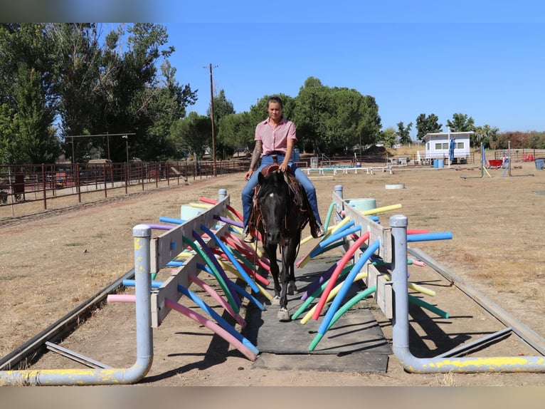 American Quarter Horse Castrone 10 Anni 147 cm Morello in Pleasant Grove CA