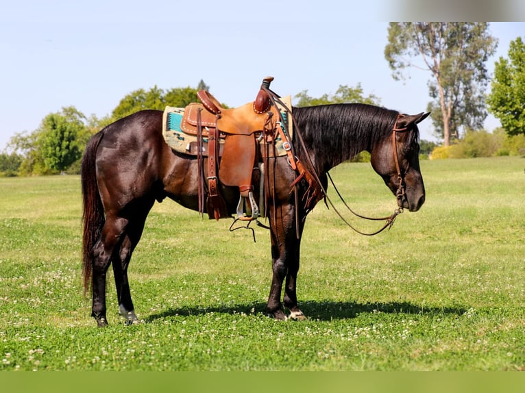 American Quarter Horse Castrone 10 Anni 147 cm Morello in Pleasant Grove CA