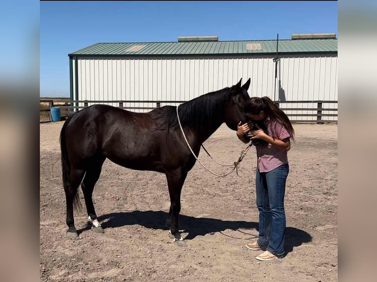 American Quarter Horse Castrone 10 Anni 147 cm Morello in Pleasant Grove CA