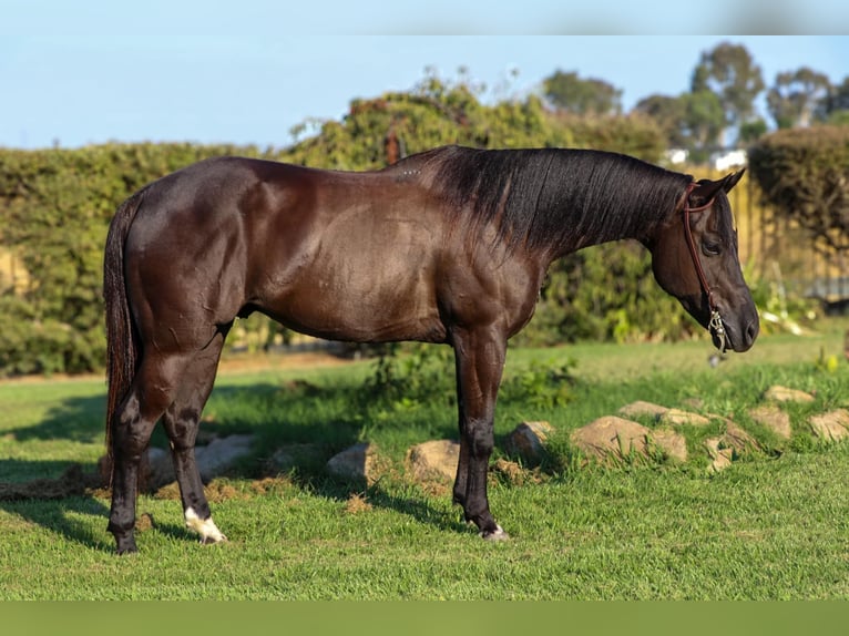 American Quarter Horse Castrone 10 Anni 147 cm Morello in Pleasant Grove CA