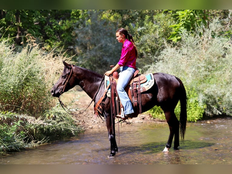 American Quarter Horse Castrone 10 Anni 147 cm Morello in Pleasant Grove CA