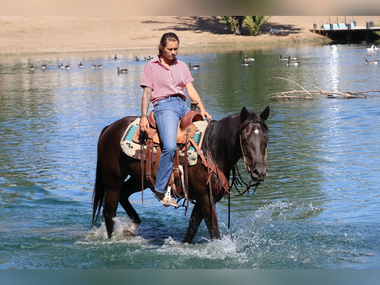 American Quarter Horse Castrone 10 Anni 147 cm Morello in Pleasant Grove CA