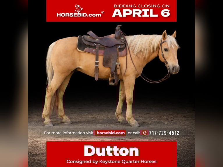 American Quarter Horse Castrone 10 Anni 147 cm Palomino in Mc Connellsburg