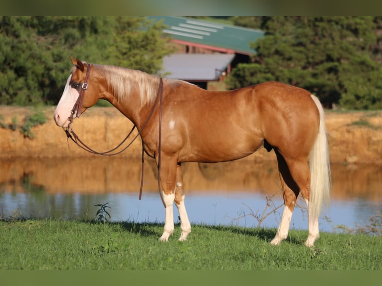 American Quarter Horse Castrone 10 Anni 147 cm Palomino in Cleburne tx