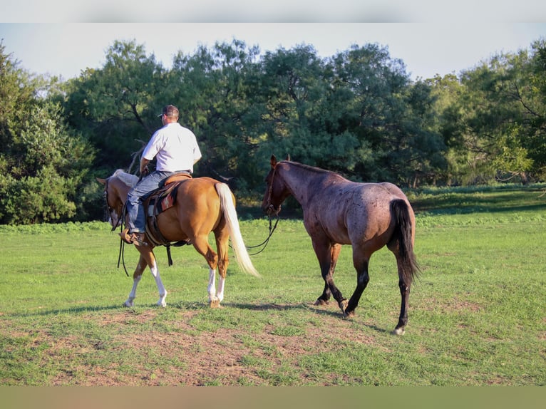 American Quarter Horse Castrone 10 Anni 147 cm Palomino in Cleburne tx