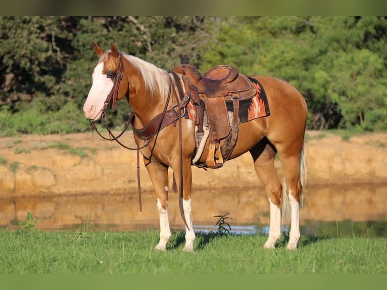 American Quarter Horse Castrone 10 Anni 147 cm Palomino in Cleburne tx