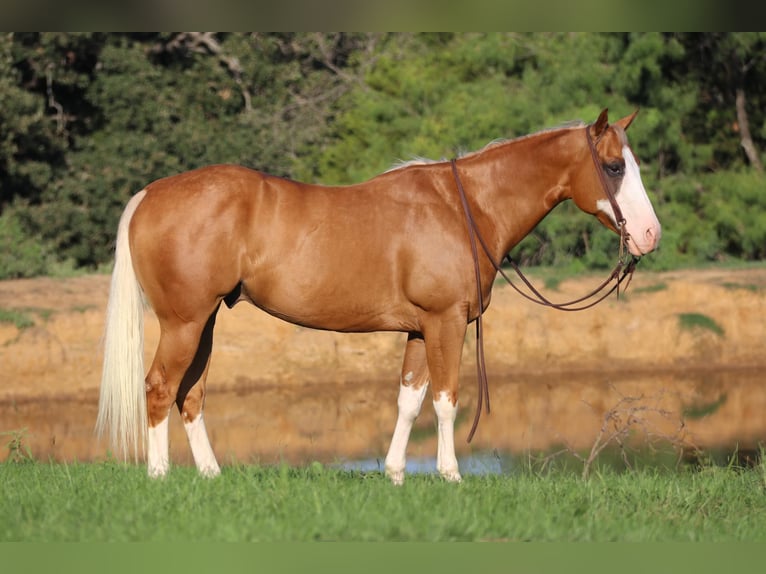 American Quarter Horse Castrone 10 Anni 147 cm Palomino in Cleburne tx