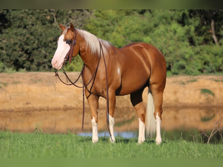 American Quarter Horse Castrone 10 Anni 147 cm Palomino in Cleburne tx