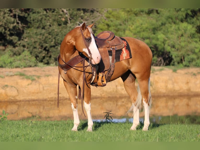 American Quarter Horse Castrone 10 Anni 147 cm Palomino in Cleburne tx