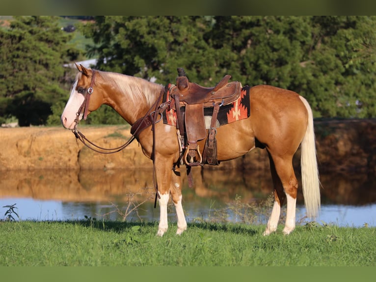 American Quarter Horse Castrone 10 Anni 147 cm Palomino in Cleburne tx