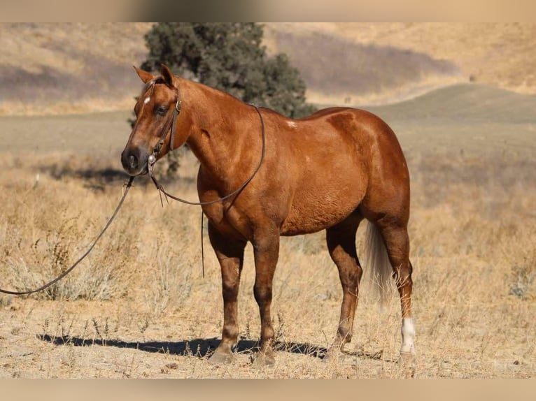 American Quarter Horse Castrone 10 Anni 147 cm Palomino in Paicines CA