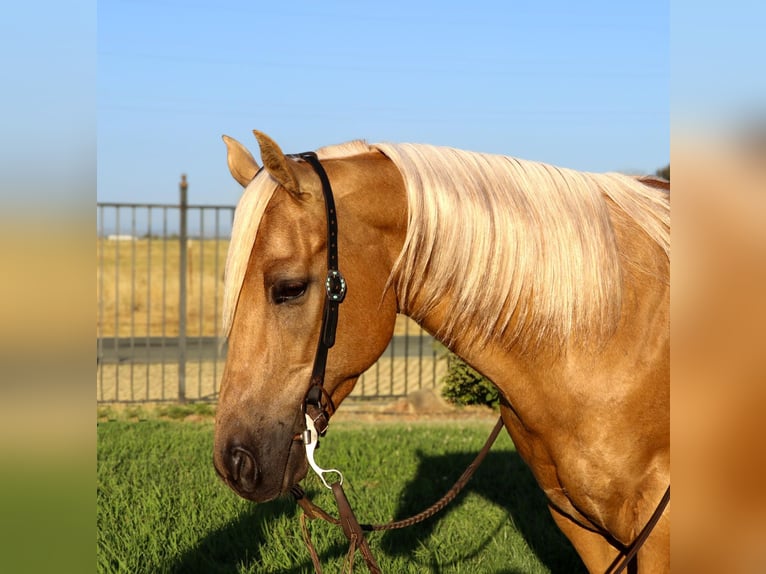 American Quarter Horse Castrone 10 Anni 147 cm Palomino in Pleasant Grove, CA