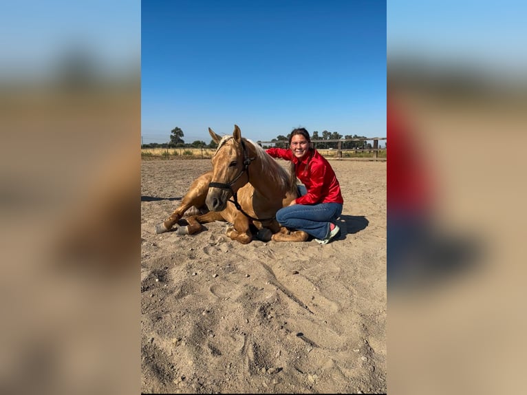 American Quarter Horse Castrone 10 Anni 147 cm Palomino in Pleasant Grove, CA