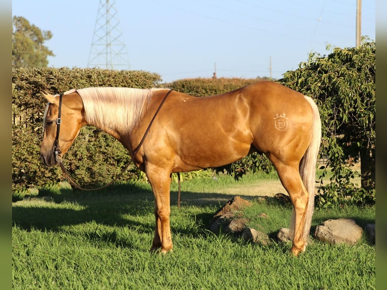 American Quarter Horse Castrone 10 Anni 147 cm Palomino in Pleasant Grove, CA