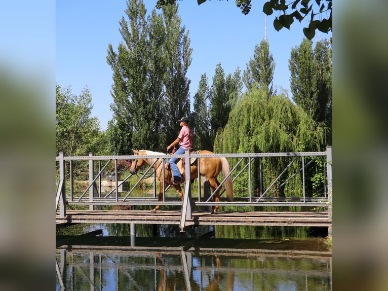 American Quarter Horse Castrone 10 Anni 147 cm Palomino in Pleasant Grove, CA