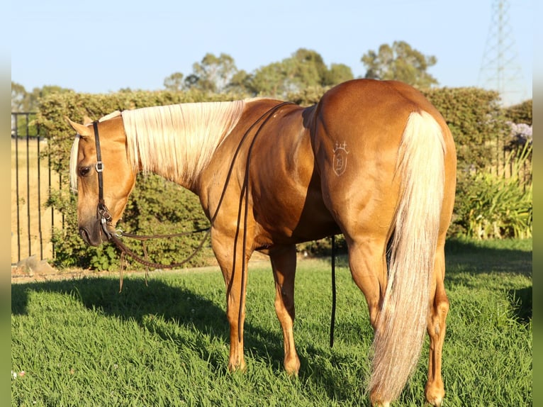 American Quarter Horse Castrone 10 Anni 147 cm Palomino in Pleasant Grove, CA