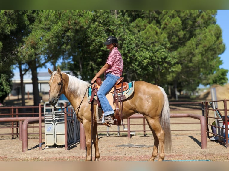 American Quarter Horse Castrone 10 Anni 147 cm Palomino in Pleasant Grove, CA