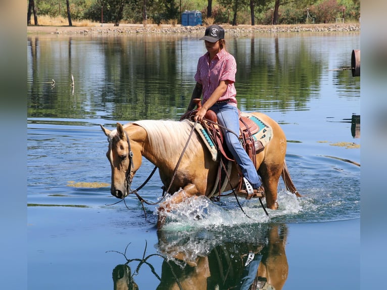 American Quarter Horse Castrone 10 Anni 147 cm Palomino in Pleasant Grove, CA