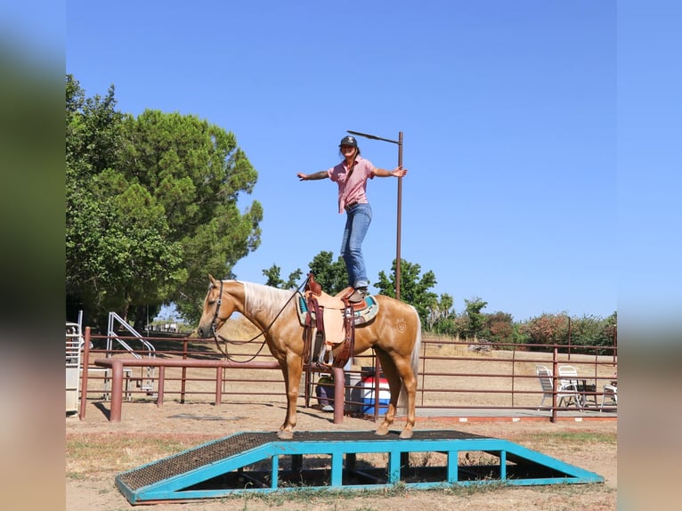 American Quarter Horse Castrone 10 Anni 147 cm Palomino in Pleasant Grove, CA