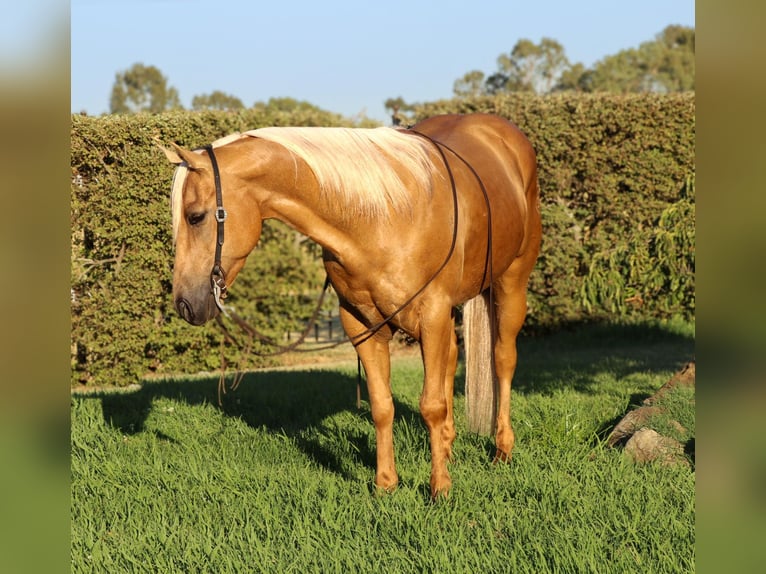 American Quarter Horse Castrone 10 Anni 147 cm Palomino in Pleasant Grove, CA