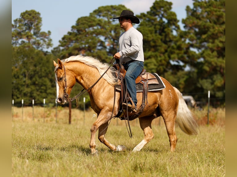 American Quarter Horse Castrone 10 Anni 147 cm Palomino in Troy