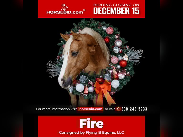 American Quarter Horse Castrone 10 Anni 147 cm Palomino in Troy