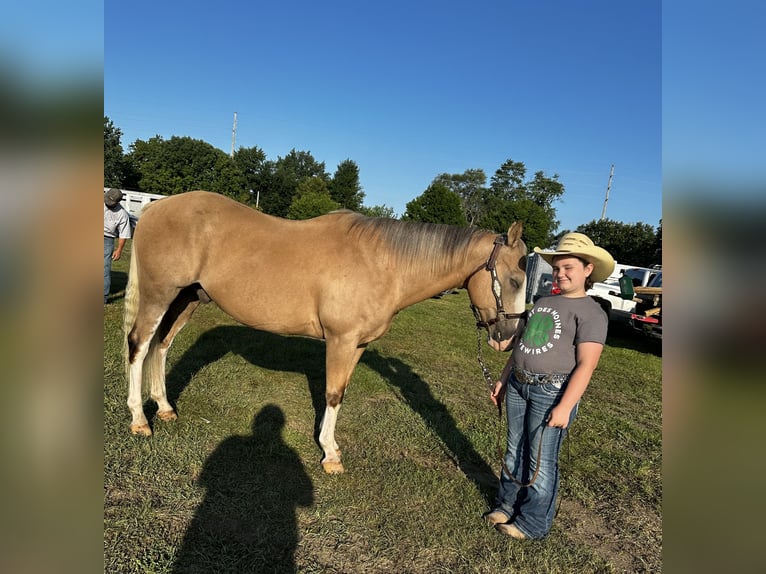 American Quarter Horse Castrone 10 Anni 147 cm Palomino in Bloomfield, IA