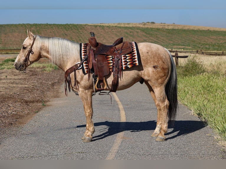 American Quarter Horse Castrone 10 Anni 147 cm Palomino in Norco