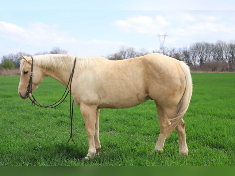 American Quarter Horse Castrone 10 Anni 147 cm Palomino in Sallisaw