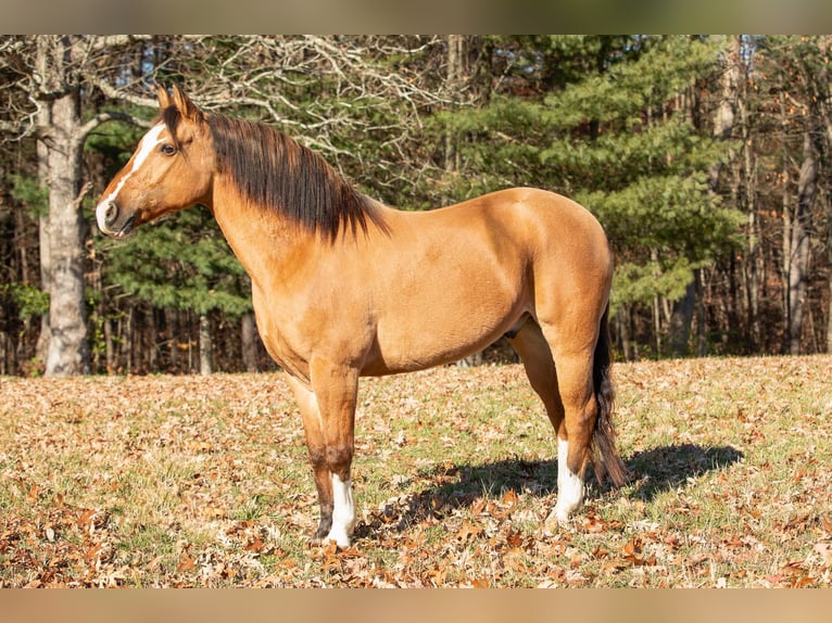 American Quarter Horse Castrone 10 Anni 147 cm Pelle di daino in Everett PA