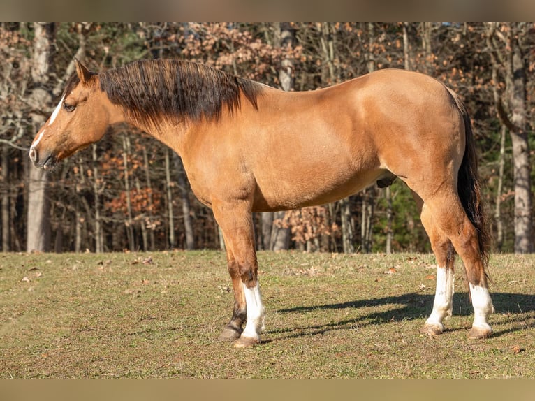 American Quarter Horse Castrone 10 Anni 147 cm Pelle di daino in Everett PA