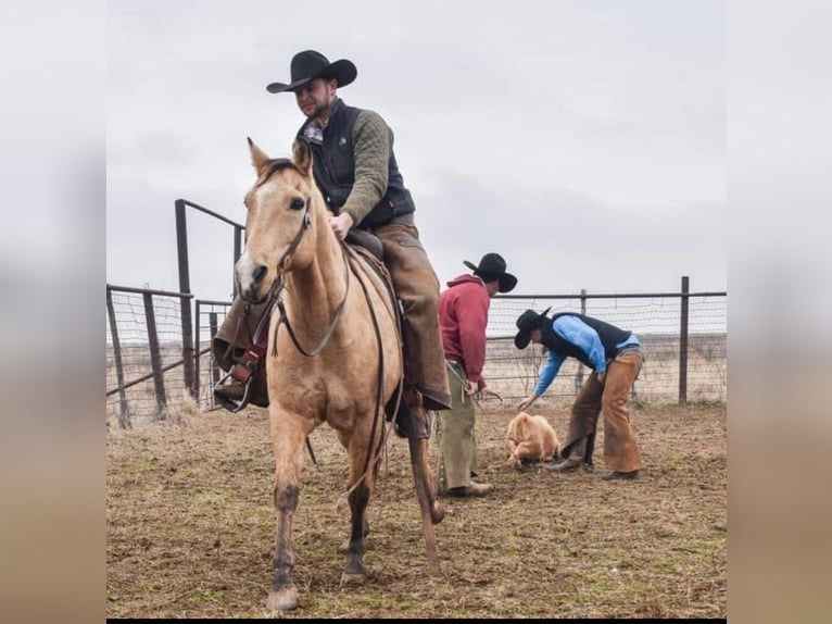 American Quarter Horse Castrone 10 Anni 147 cm Pelle di daino in Amarillo