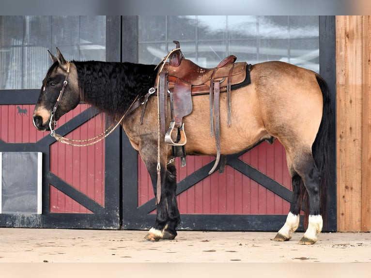 American Quarter Horse Castrone 10 Anni 147 cm Pelle di daino in Rebersburg