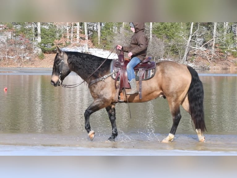 American Quarter Horse Castrone 10 Anni 147 cm Pelle di daino in Rebersburg
