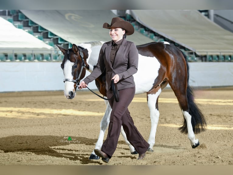 American Quarter Horse Mix Castrone 10 Anni 147 cm Pezzato in Spremberg