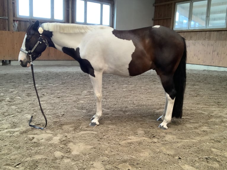 American Quarter Horse Mix Castrone 10 Anni 147 cm Pezzato in Spremberg