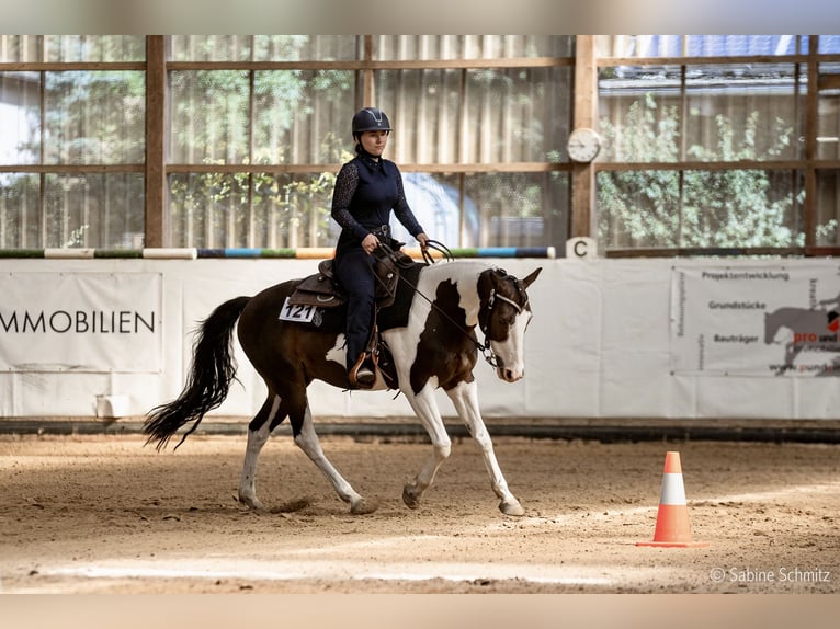 American Quarter Horse Mix Castrone 10 Anni 147 cm Pezzato in Spremberg