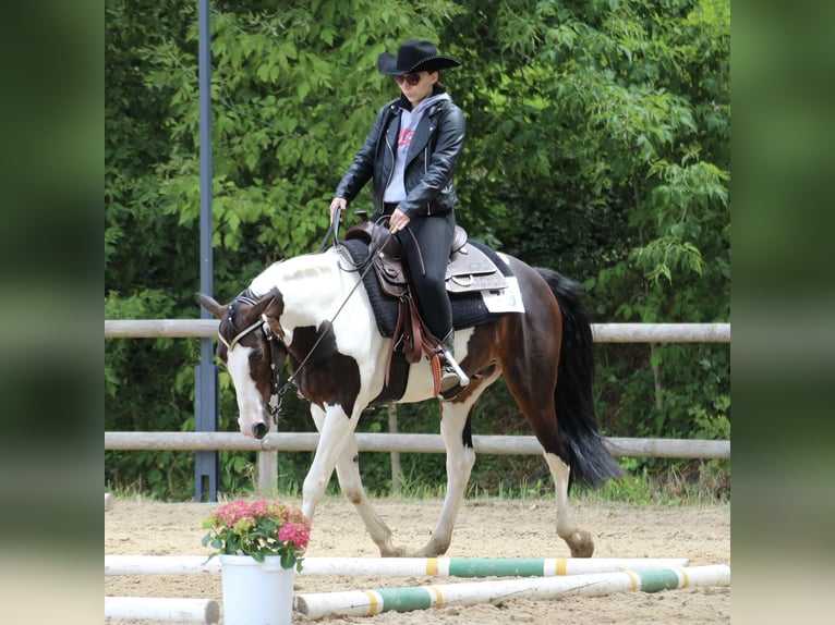 American Quarter Horse Mix Castrone 10 Anni 147 cm Pezzato in Spremberg