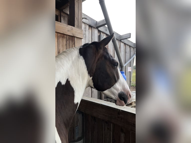 American Quarter Horse Mix Castrone 10 Anni 147 cm Pezzato in Spremberg